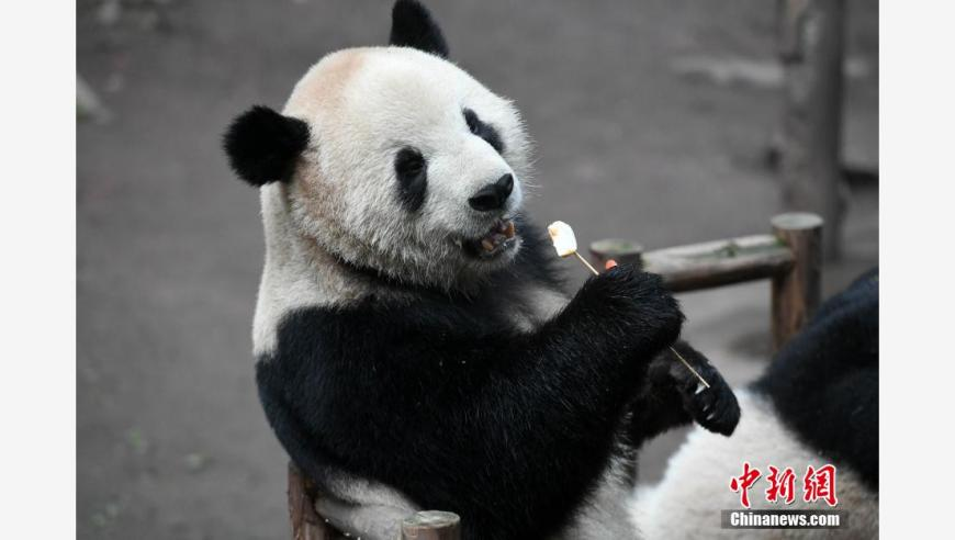 周思成回应何凯文,澳门天天彩免费资料大全免费查询管家婆三期免费资,广泛的解释落实方法分析_HarmonyOSV10.72