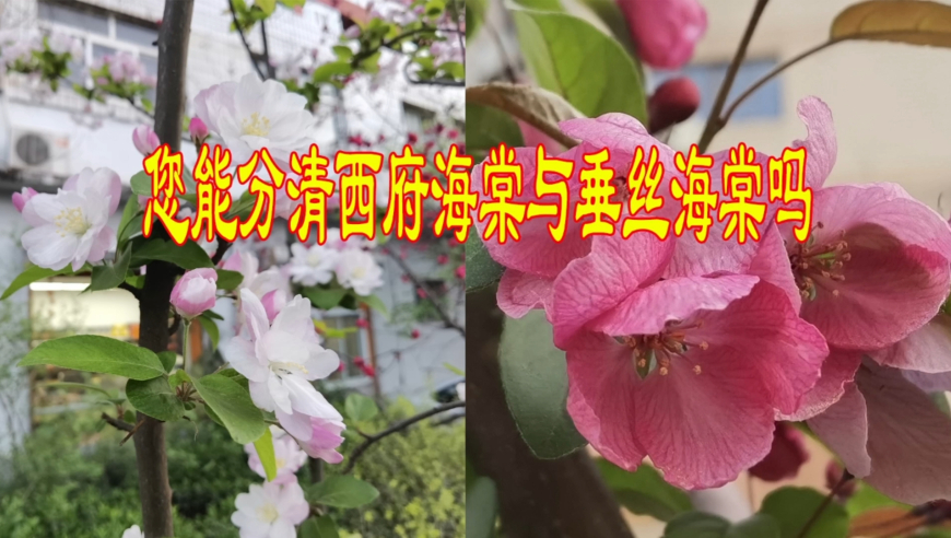 2025年正版资料免费大全2025澳门正版资料免费大全2025最新奥马免费资料生肖,各地妇女节文案上大分,最新答案解释落实_手游版V10.59